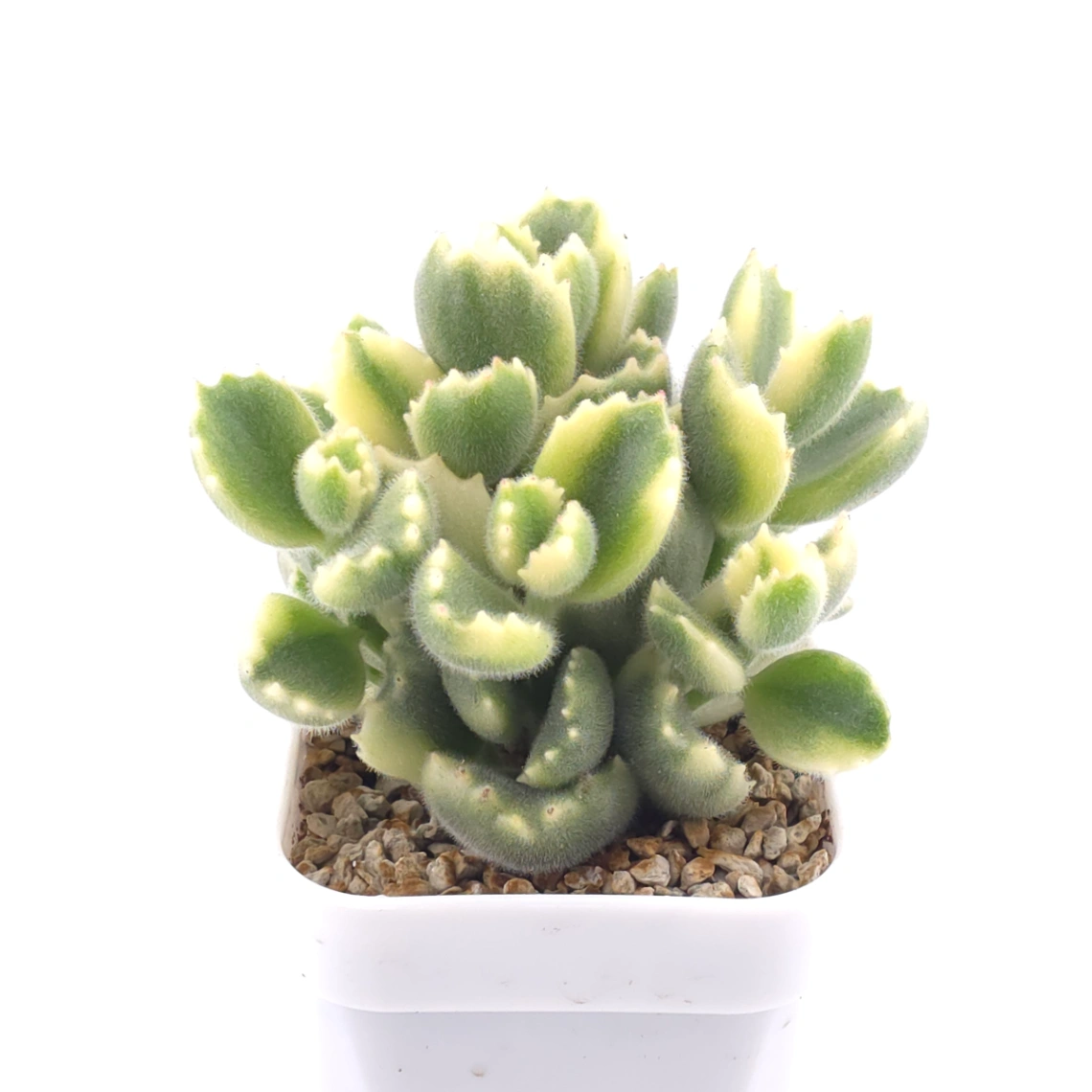 🎁 FREE with $80+ Order — Cotyledon tomentosa variegated 'White Bear' | 白熊 (Rooted Plant) thumbnail 2