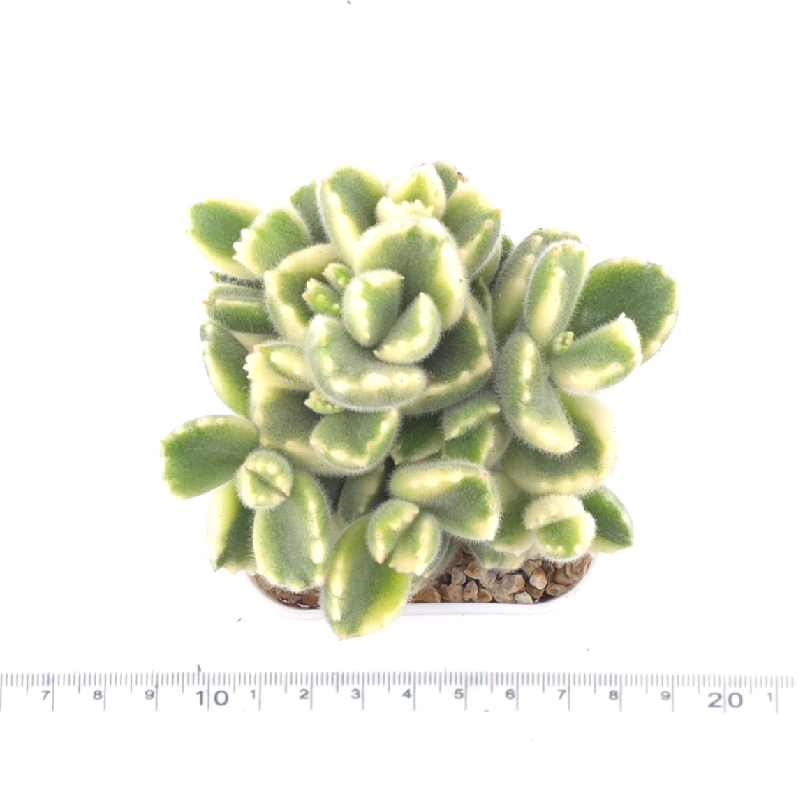 🎁 FREE with $80+ Order — Cotyledon tomentosa variegated 'White Bear' | 白熊 (Rooted Plant) thumbnail 3
