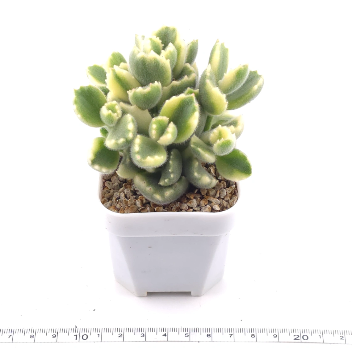 🎁 FREE with $80+ Order — Cotyledon tomentosa variegated 'White Bear' | 白熊 (Rooted Plant) thumbnail 4