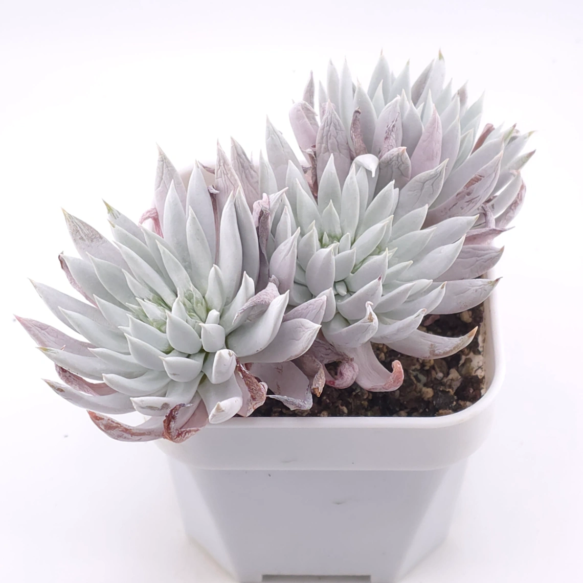 Dudleya nubigena | 努比吉娜 thumbnail 2