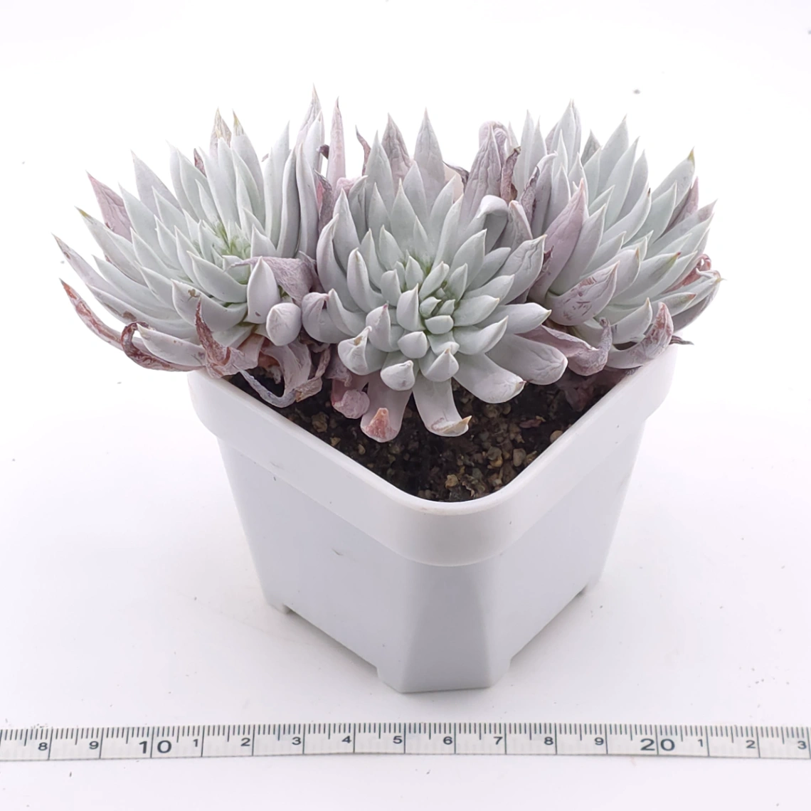 Dudleya nubigena | 努比吉娜 thumbnail 3