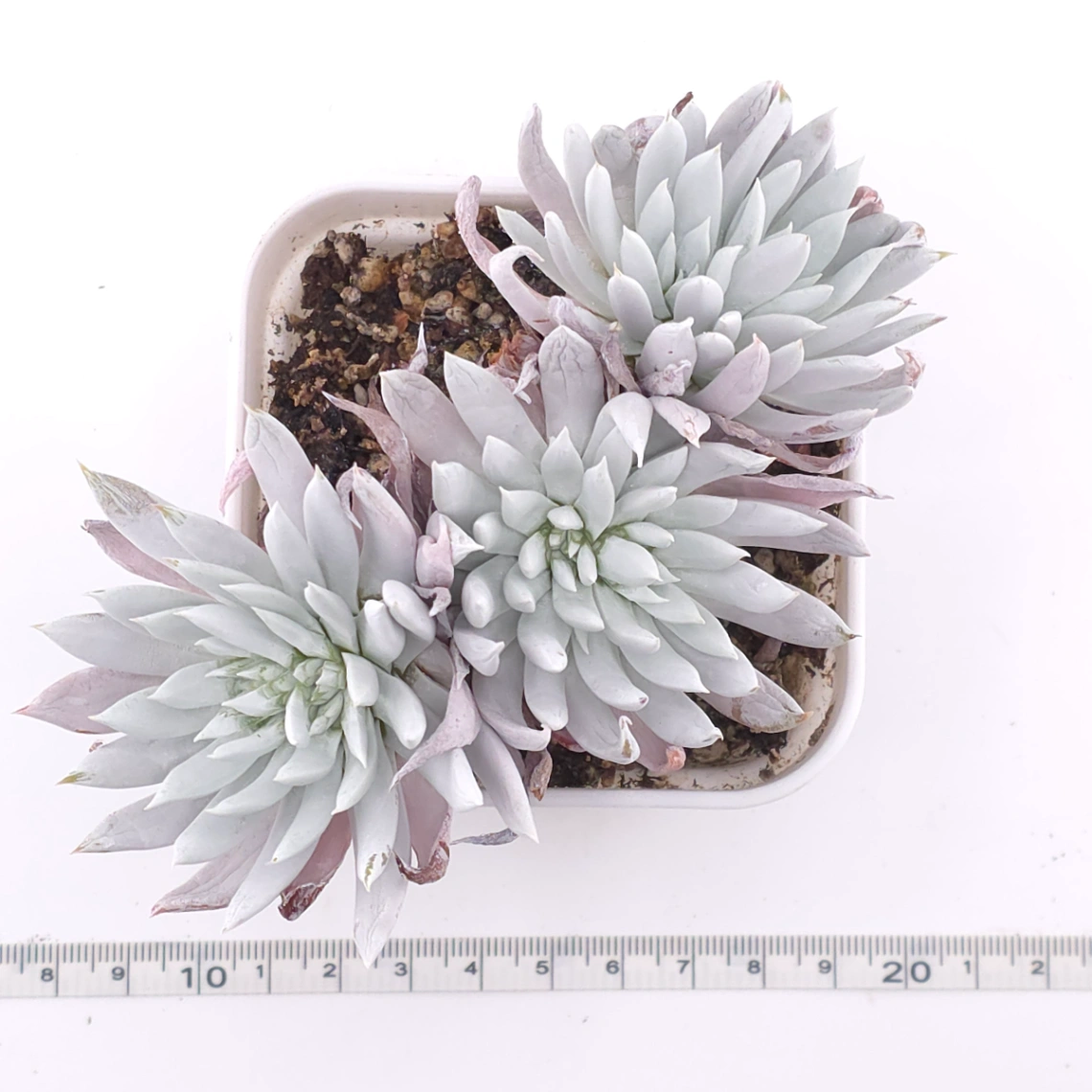 Dudleya nubigena | 努比吉娜 thumbnail 4