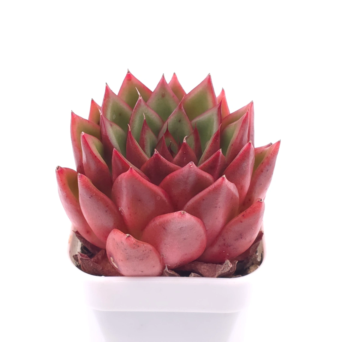 Echeveria agavoides ‘Red Edge’ | 紅邊冬雲 thumbnail 2