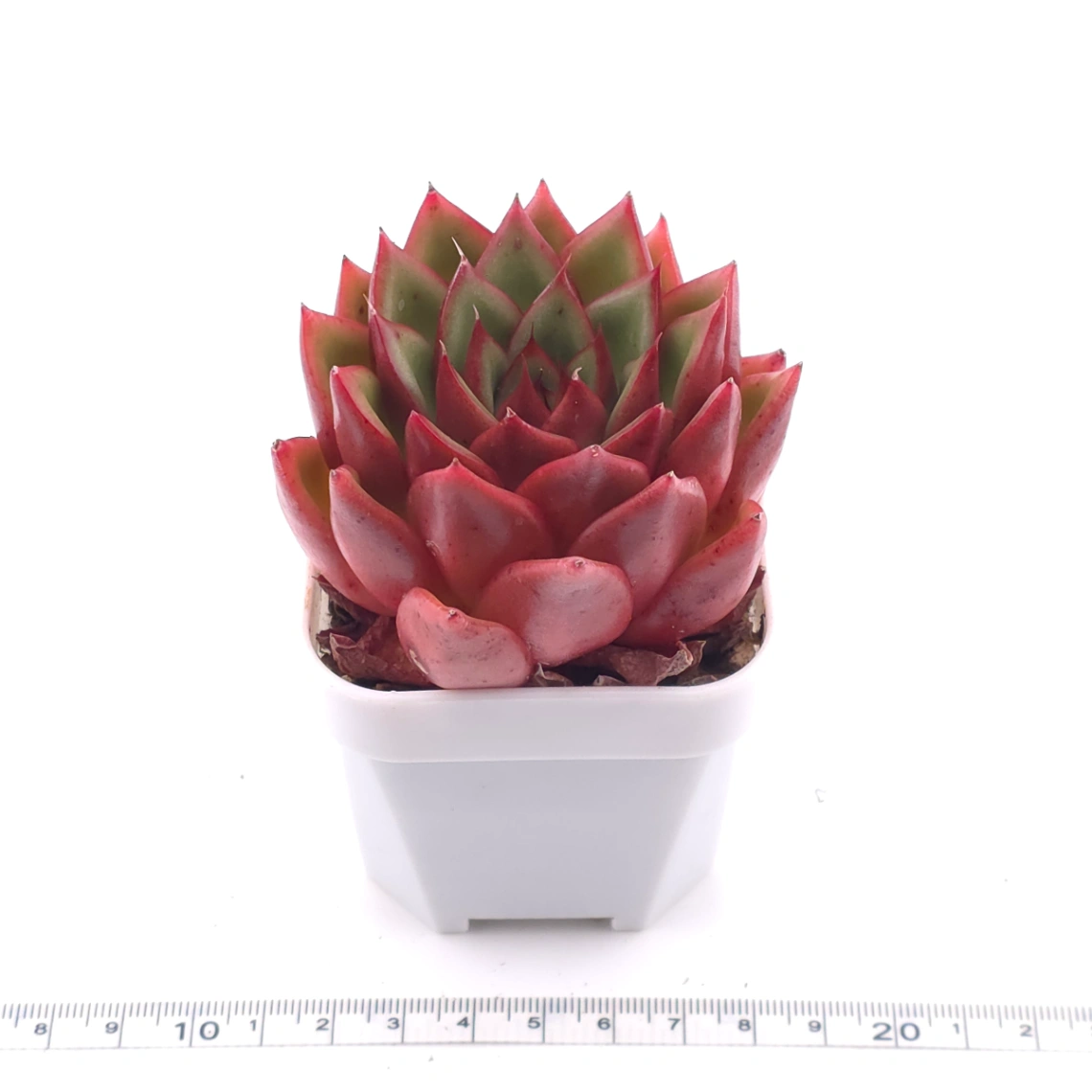 Echeveria agavoides ‘Red Edge’ | 紅邊冬雲 thumbnail 3