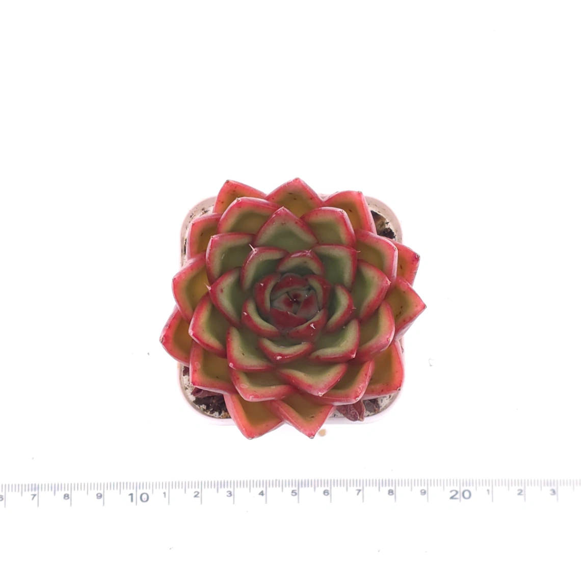 Echeveria agavoides ‘Red Edge’ | 紅邊冬雲 thumbnail 4