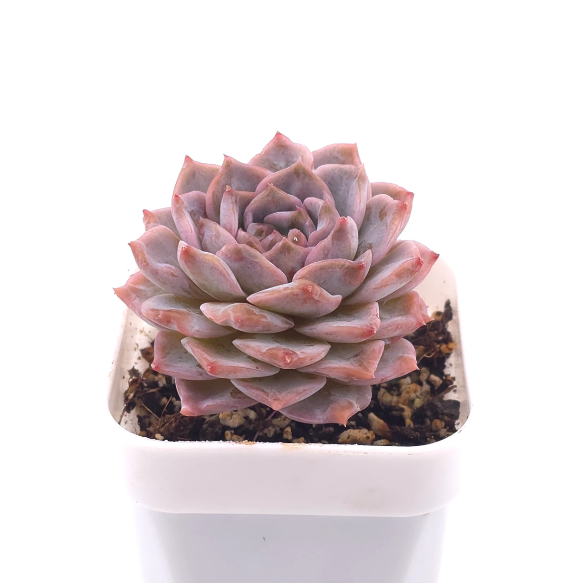 Echeveria ‘Amazing Grace’ | 恩寵 thumbnail 2