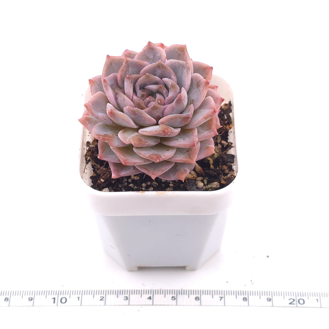 Echeveria ‘Amazing Grace’ | 恩寵 thumbnail 3