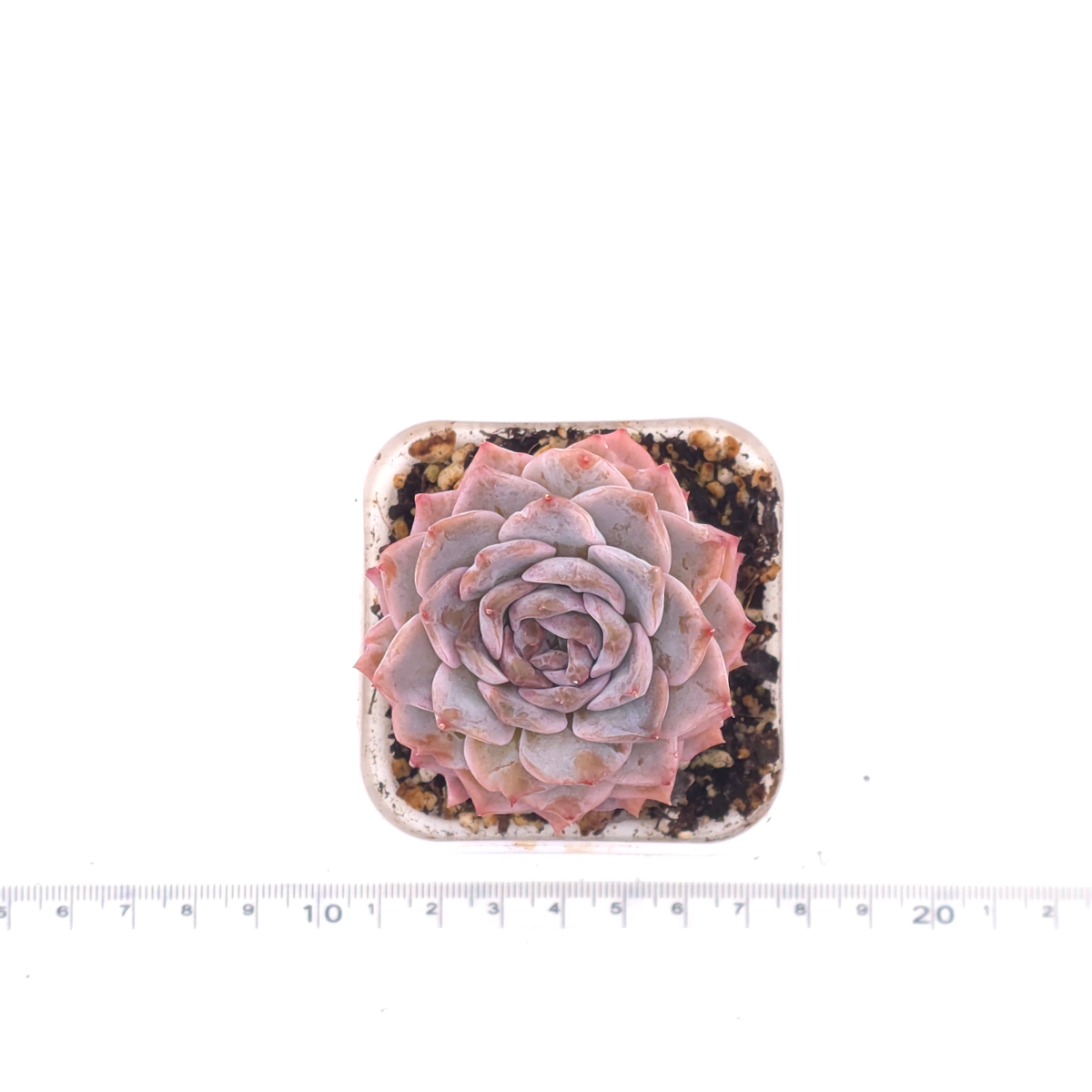 Echeveria ‘Amazing Grace’ | 恩寵 thumbnail 4
