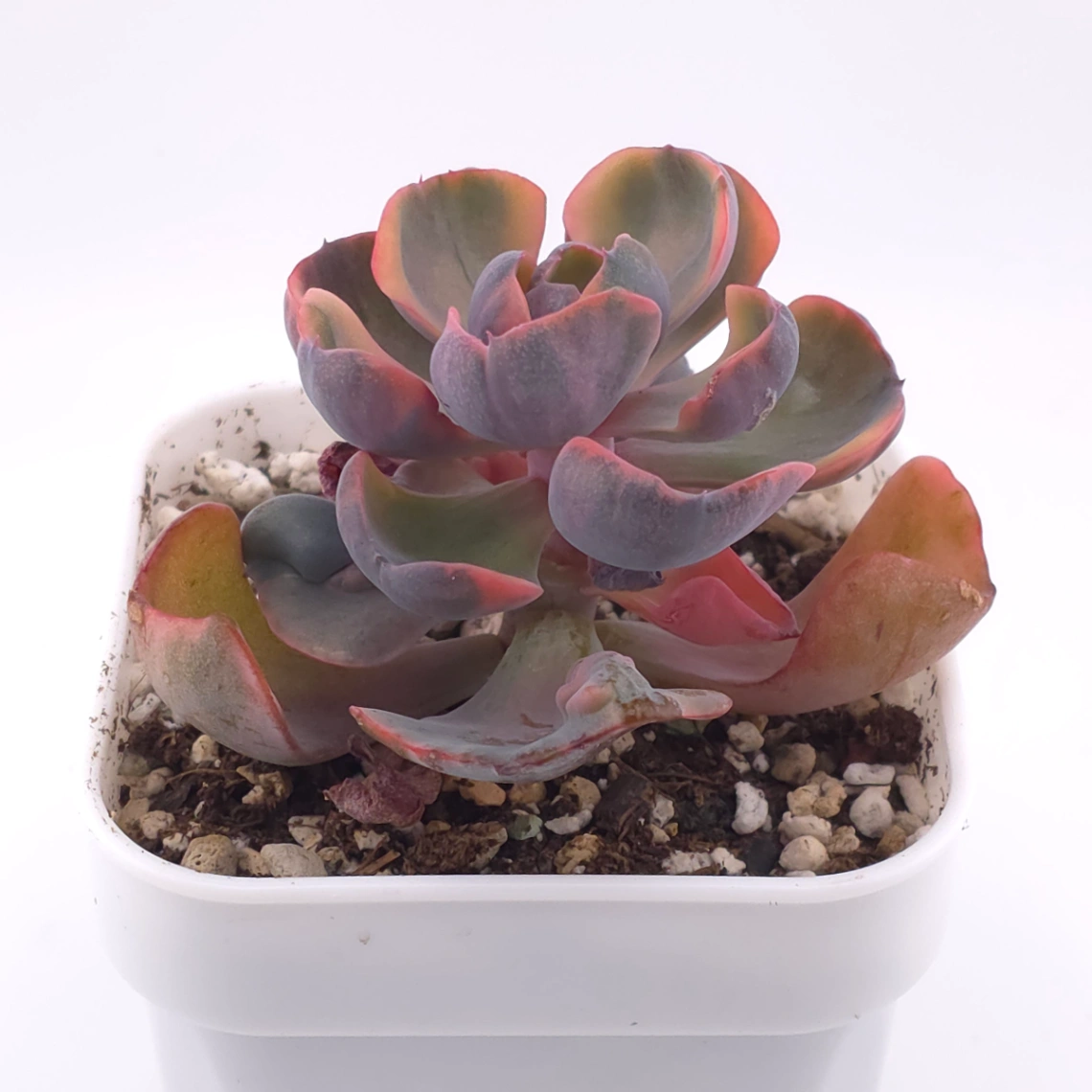 Echeveria ‘Beyonce Rainbow’ | 碧昂斯彩虹錦 thumbnail 2
