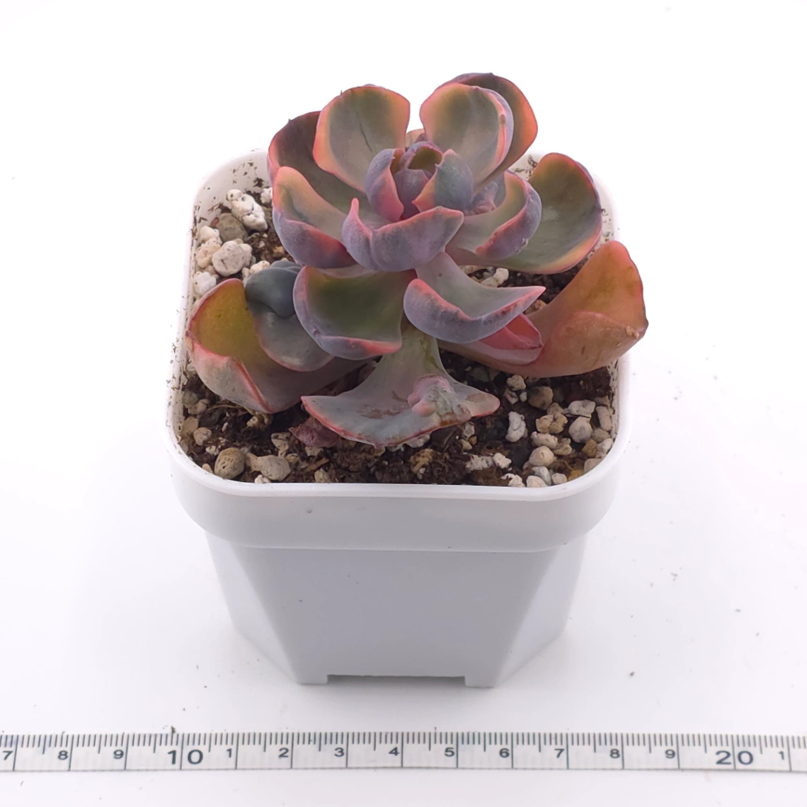 Echeveria ‘Beyonce Rainbow’ | 碧昂斯彩虹錦 thumbnail 3
