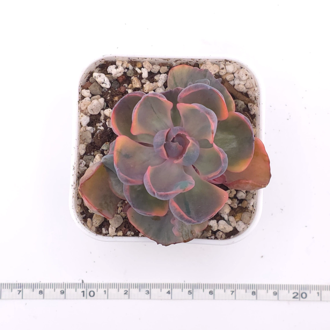 Echeveria ‘Beyonce Rainbow’ | 碧昂斯彩虹錦 thumbnail 4