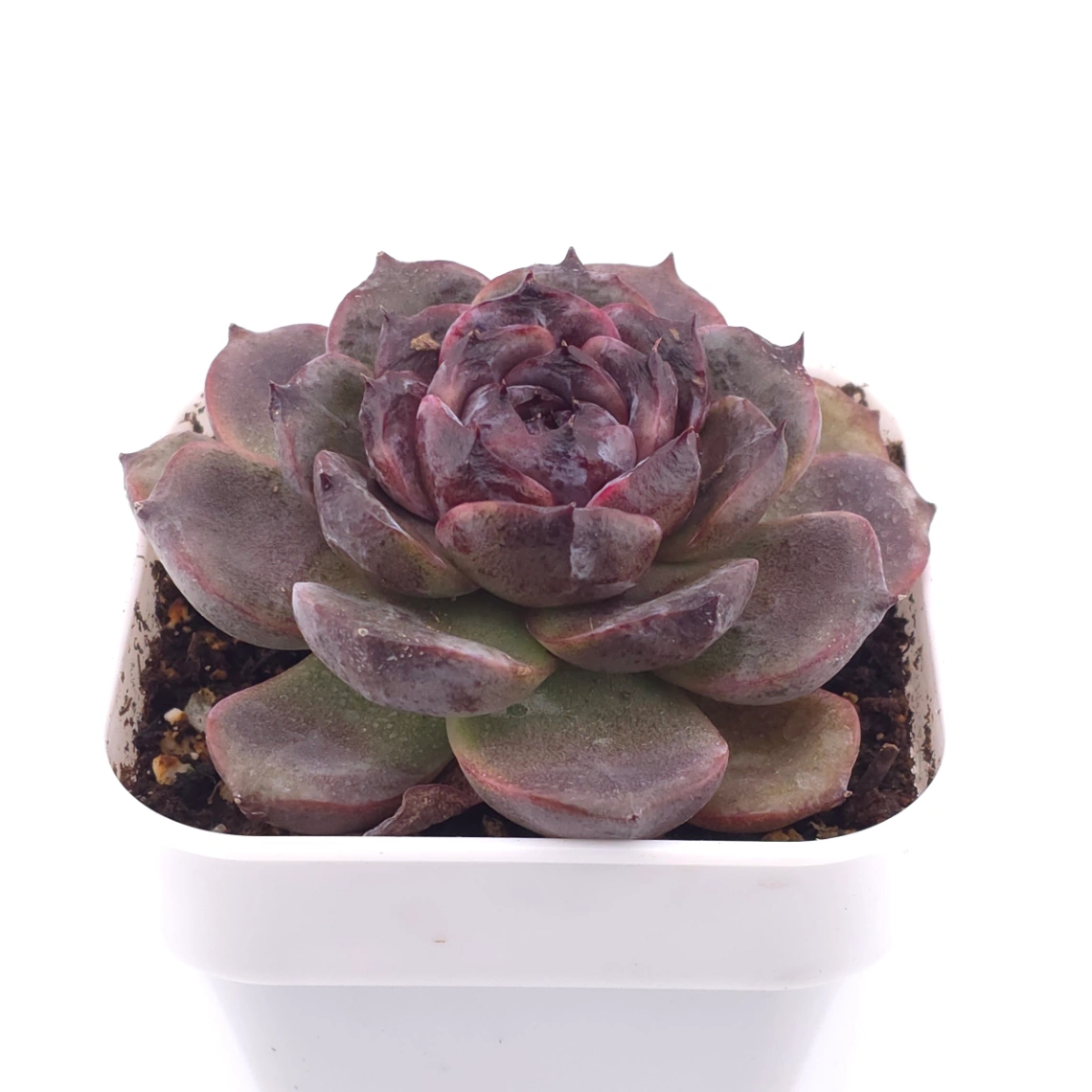 Echeveria ‘Black Crystal’ | 紫水晶 thumbnail 2