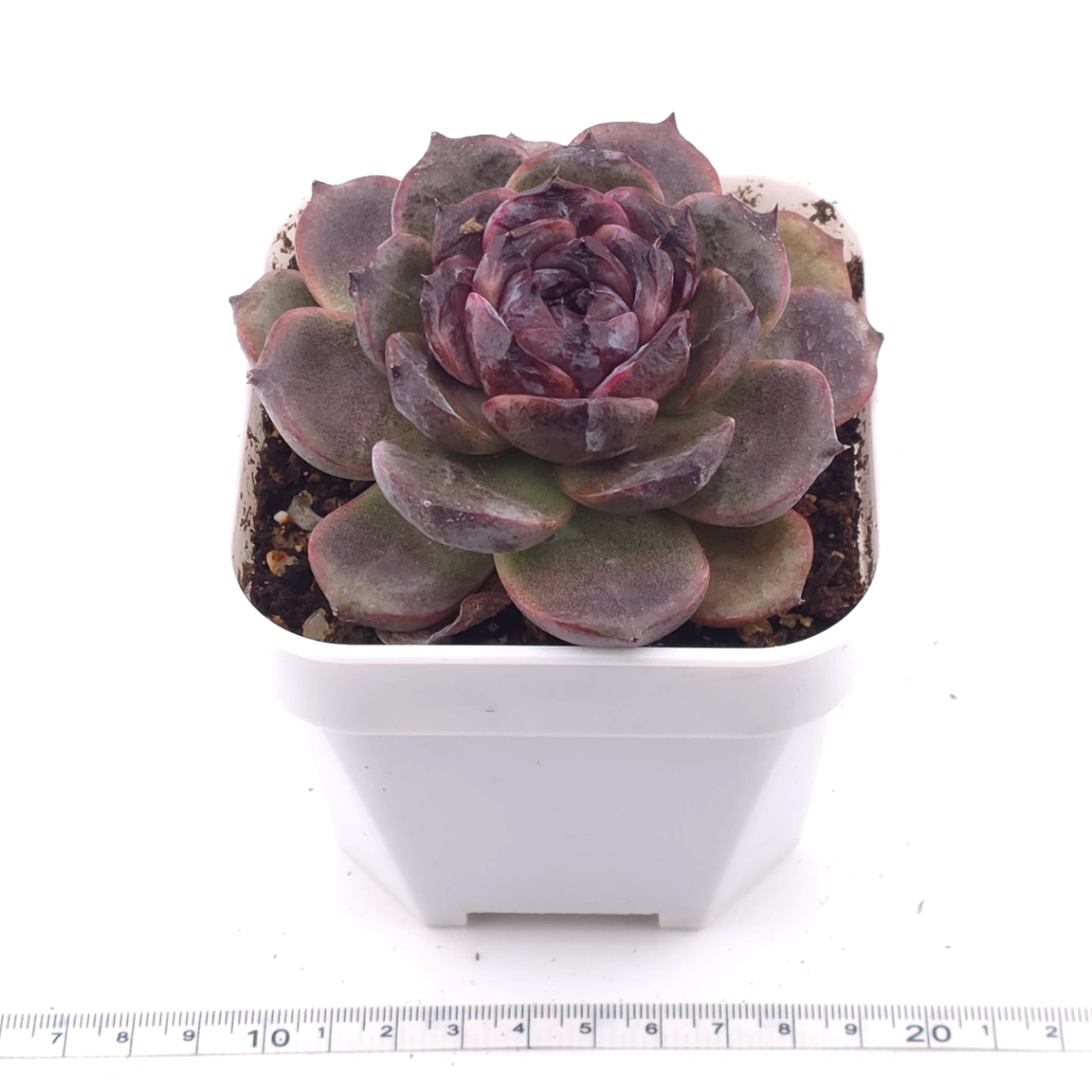 Echeveria ‘Black Crystal’ | 紫水晶 thumbnail 3