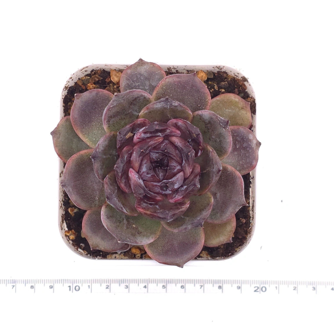 Echeveria ‘Black Crystal’ | 紫水晶 thumbnail 4