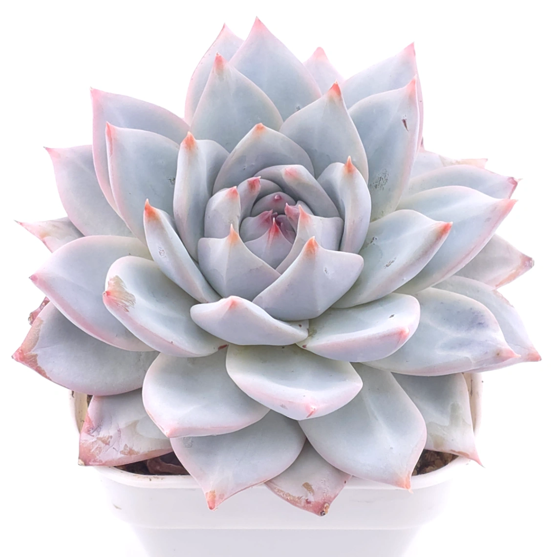 Echeveria ‘Blue Bird’ | 藍鳥 thumbnail 2
