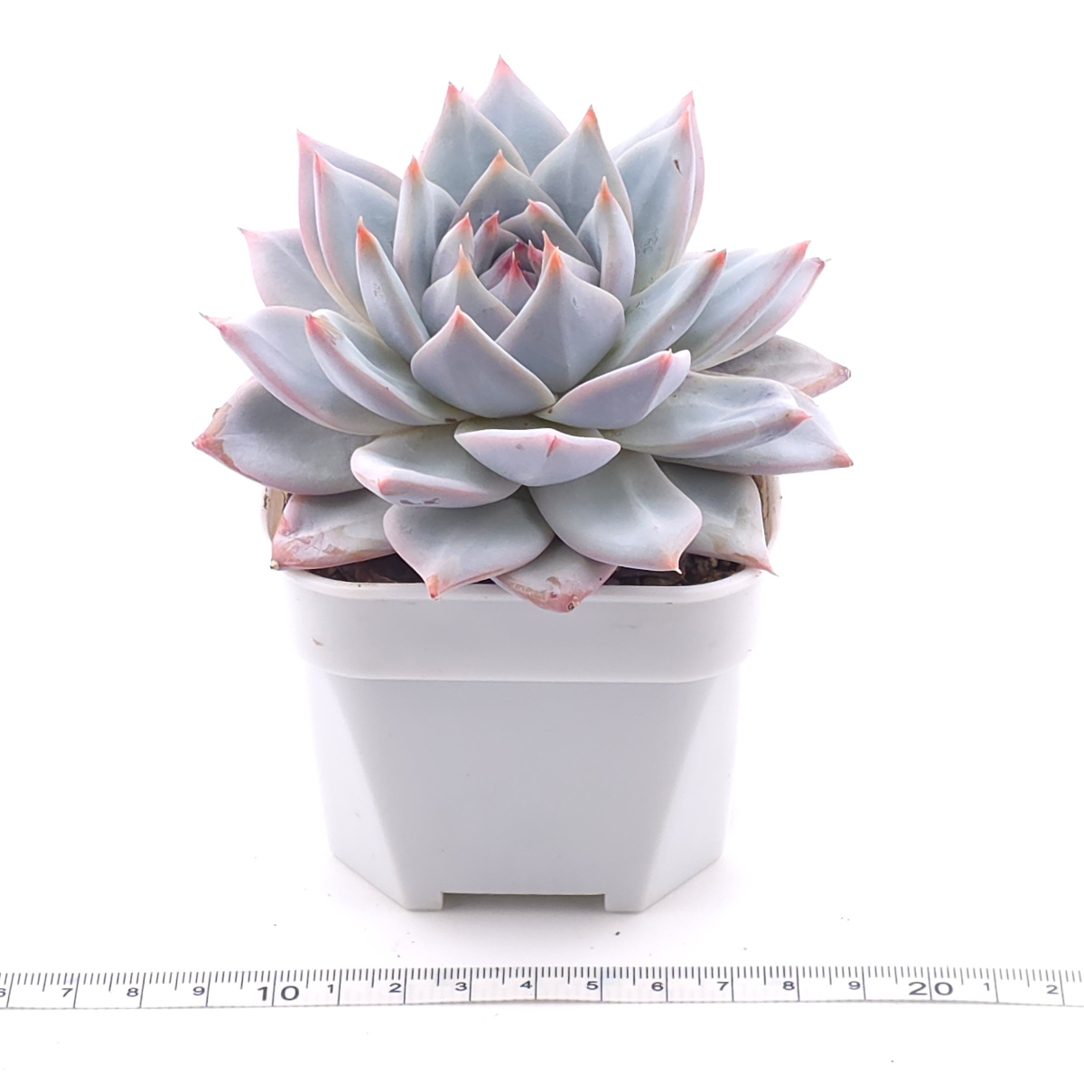 Echeveria ‘Blue Bird’ | 藍鳥 thumbnail 3