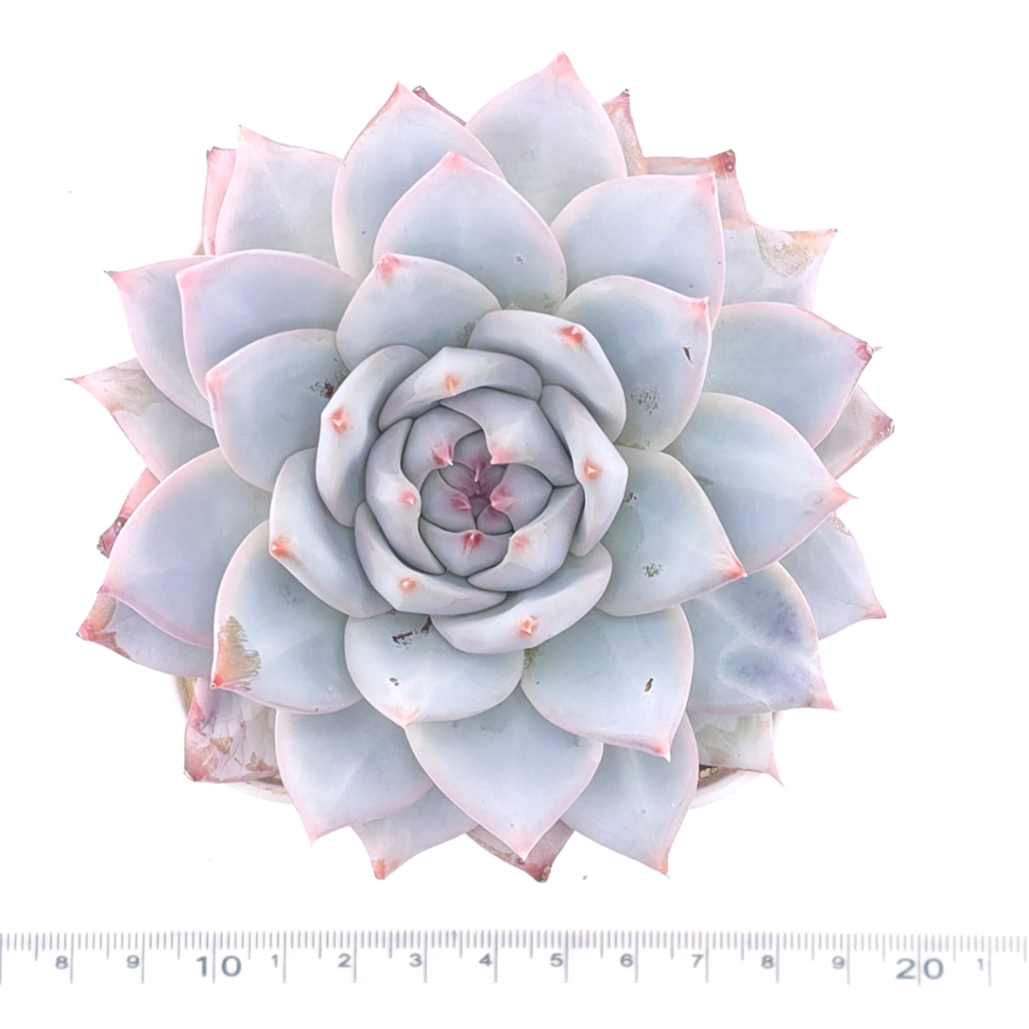 Echeveria ‘Blue Bird’ | 藍鳥 thumbnail 4
