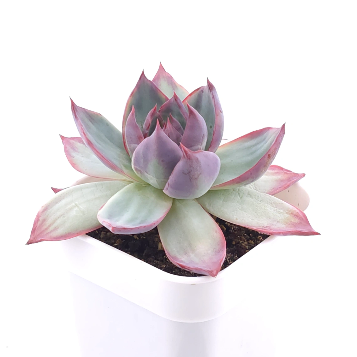 Echeveria ‘Casio’ variegated | 卡西歐錦 thumbnail 2