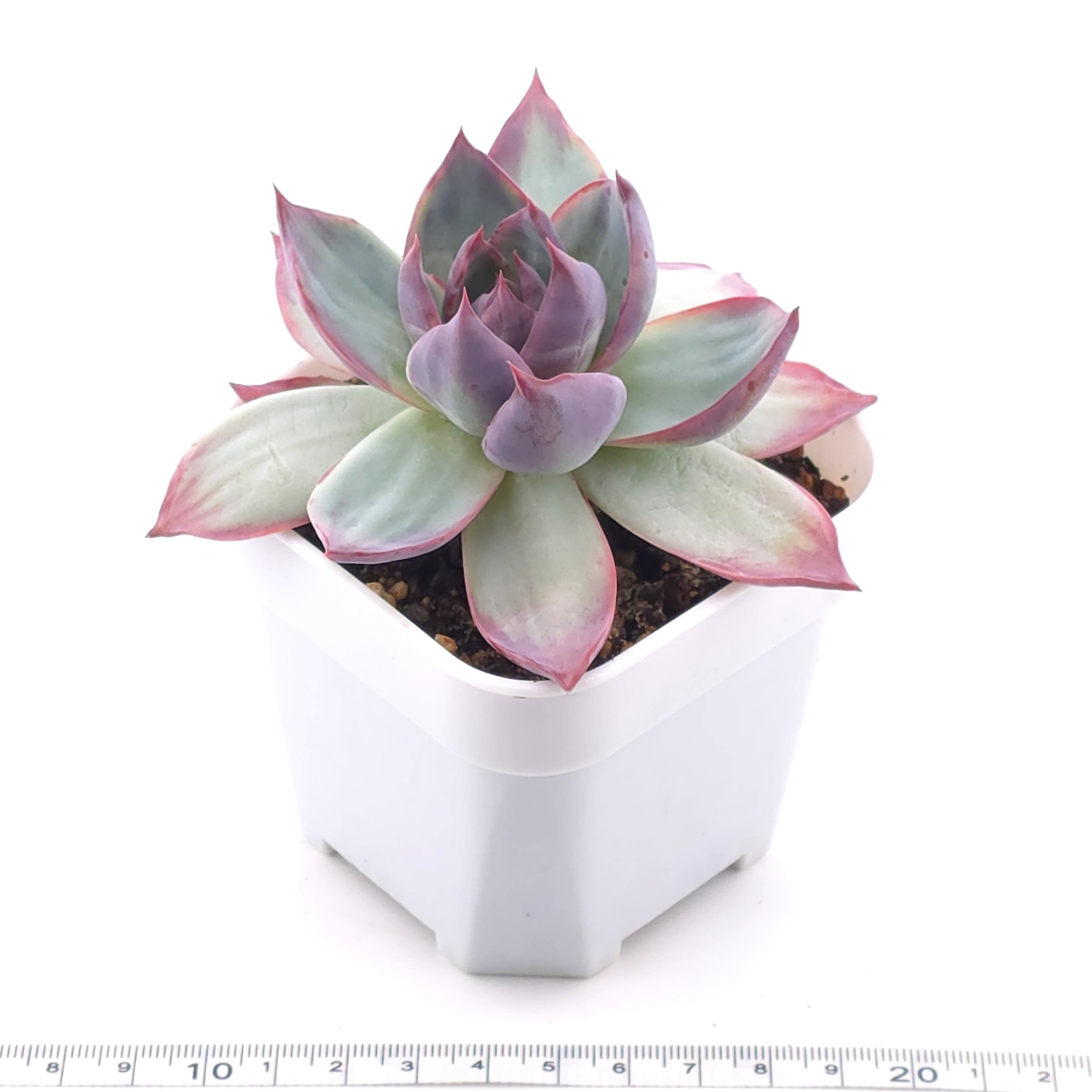 Echeveria ‘Casio’ variegated | 卡西歐錦 thumbnail 3