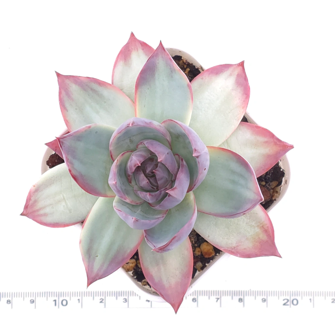 Echeveria ‘Casio’ variegated | 卡西歐錦 thumbnail 4