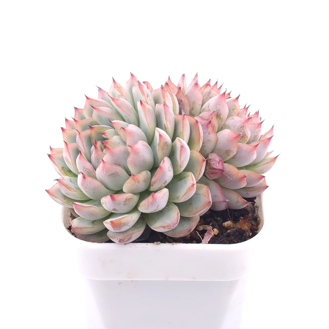 Echeveria ‘Charming’ | 心悅蓮 thumbnail 2