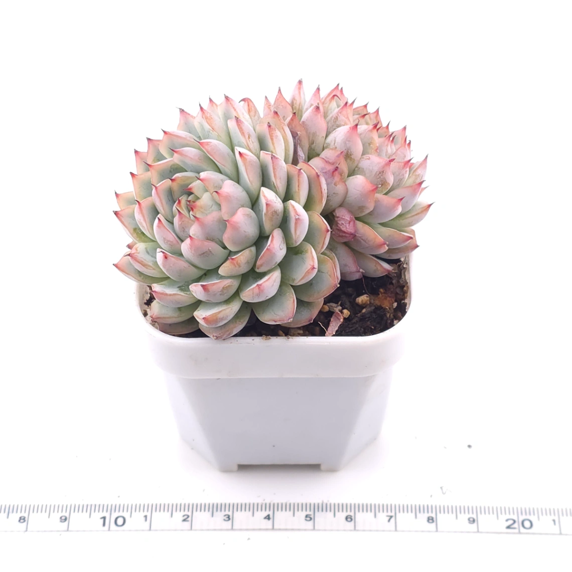 Echeveria ‘Charming’ | 心悅蓮 thumbnail 3