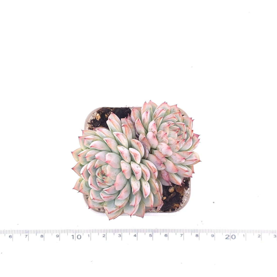 Echeveria ‘Charming’ | 心悅蓮 thumbnail 4