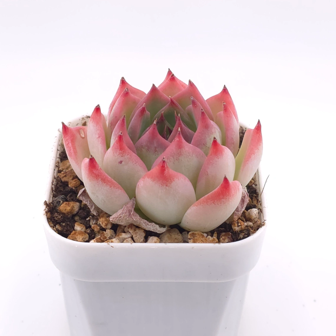 Echeveria chihuahuaensis | 吉娃娃 thumbnail 2