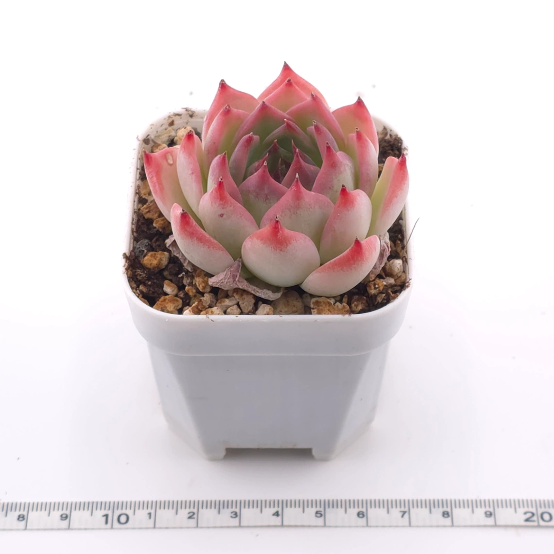 Echeveria chihuahuaensis | 吉娃娃 thumbnail 3