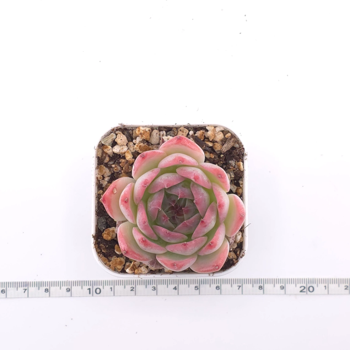 Echeveria chihuahuaensis | 吉娃娃 thumbnail 4