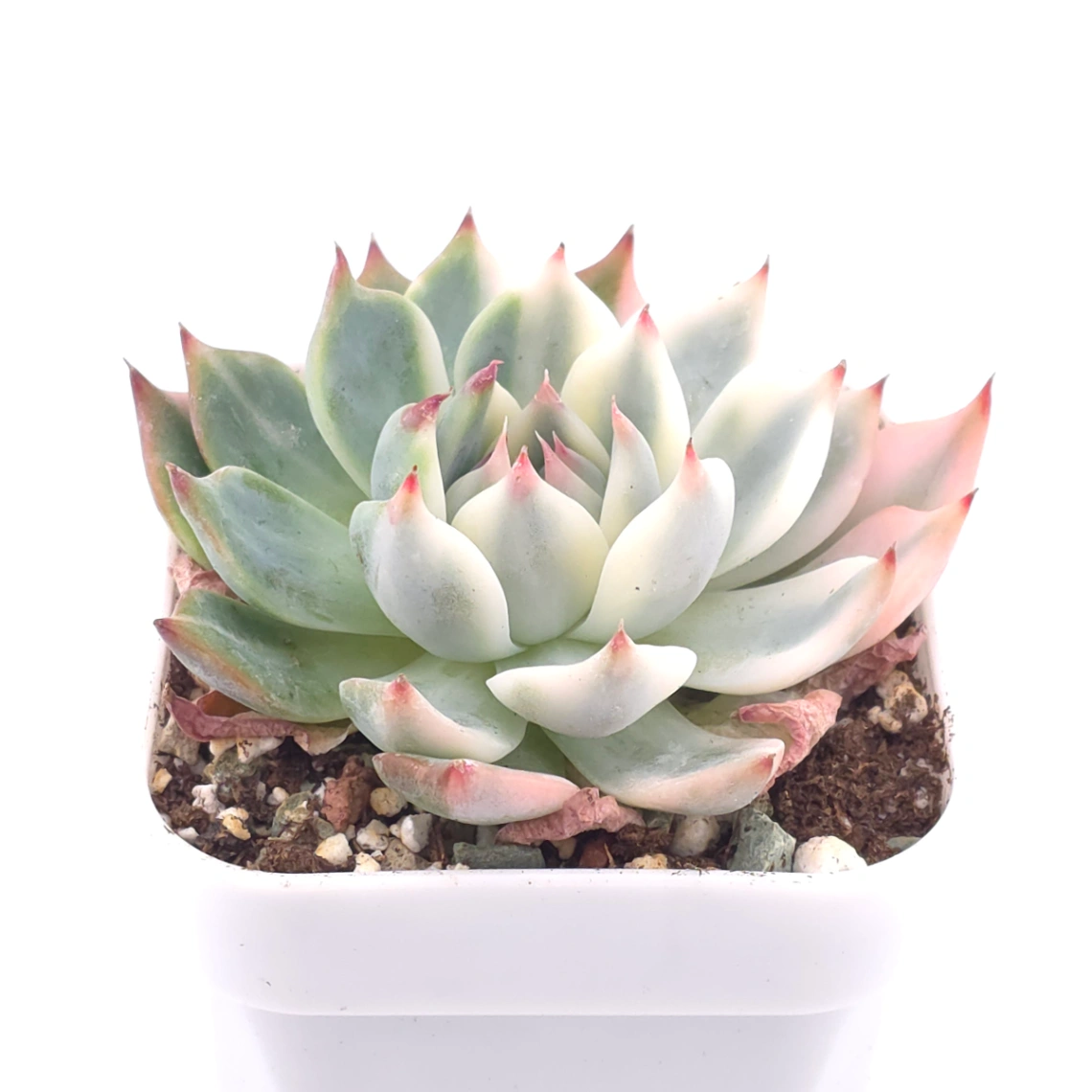 Echeveria chihuahuaensis variegated | 吉娃娃錦 thumbnail 2