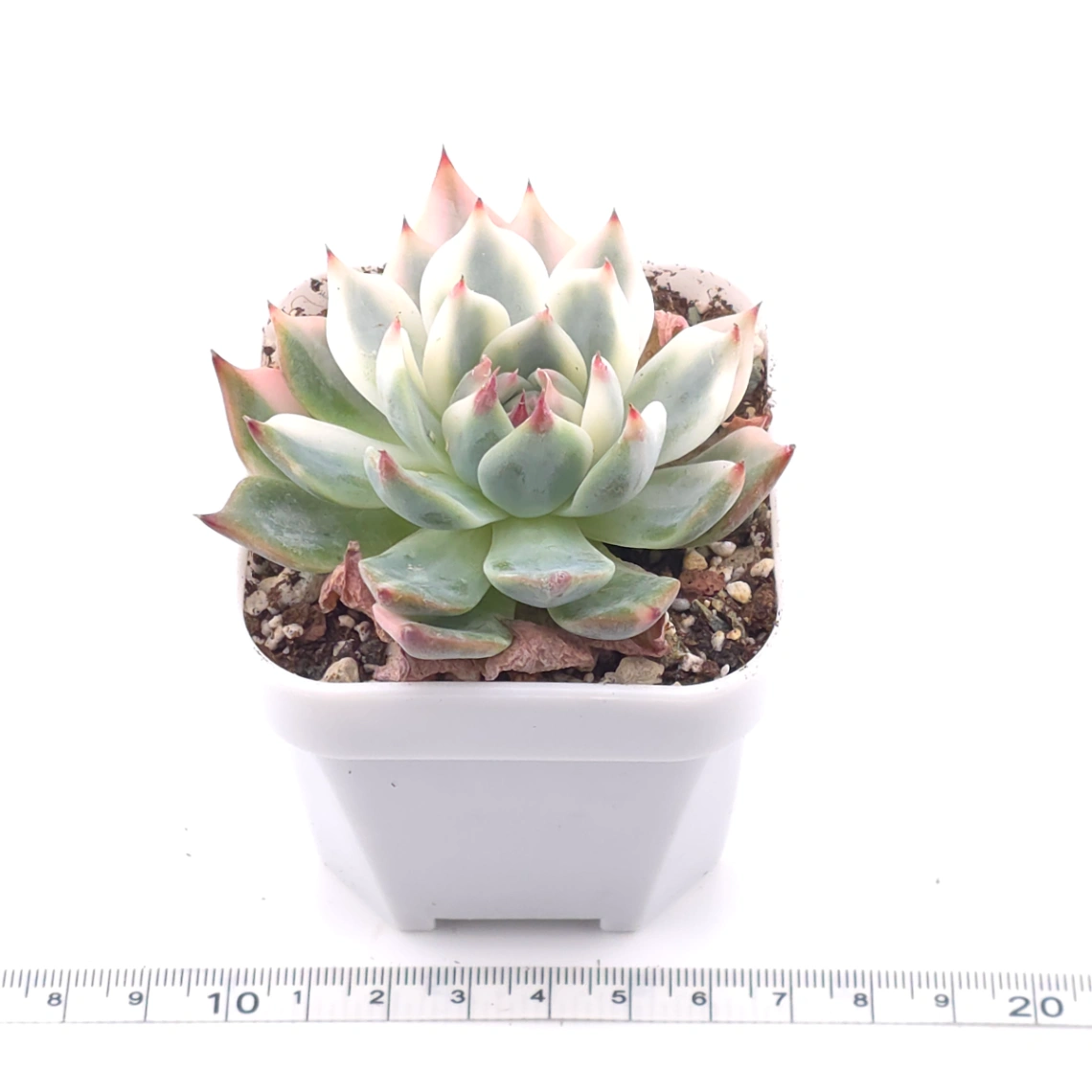 Echeveria chihuahuaensis variegated | 吉娃娃錦 thumbnail 3