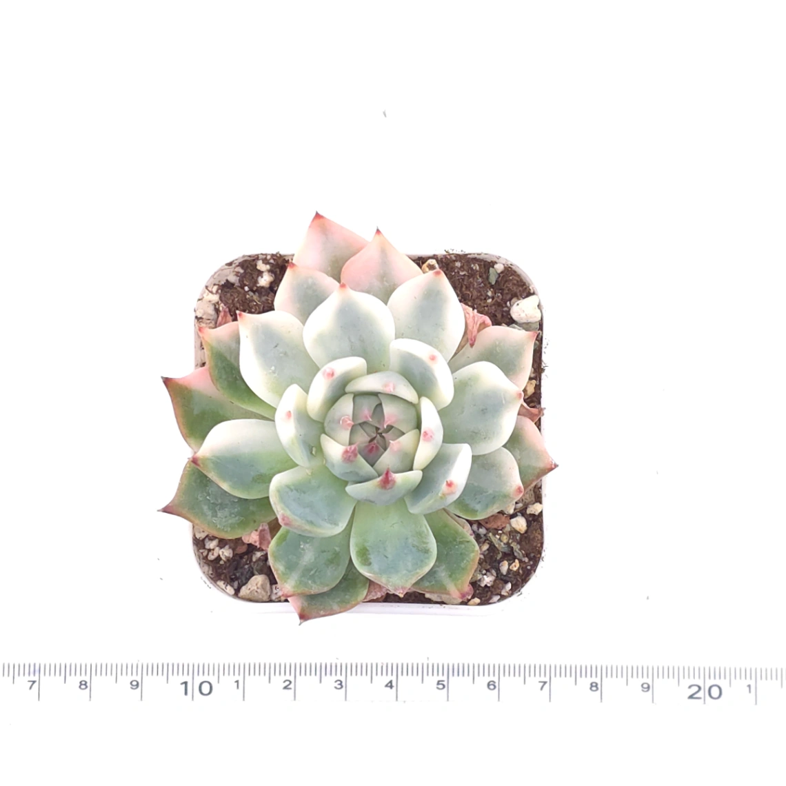 Echeveria chihuahuaensis variegated | 吉娃娃錦 thumbnail 4