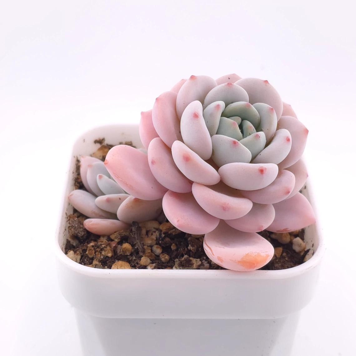 Echeveria ‘Cream Tea’ | 奶茶 thumbnail 2