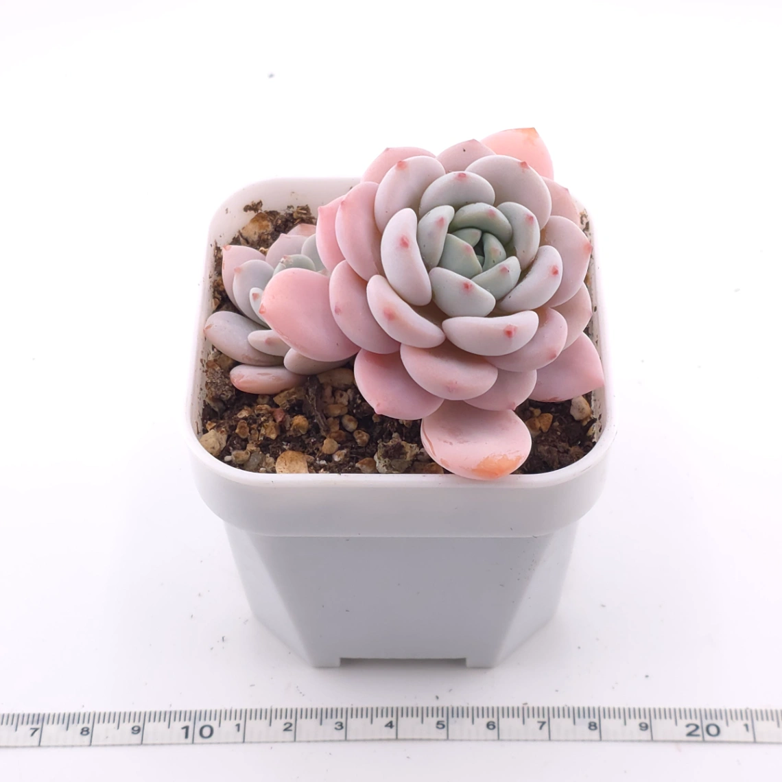 Echeveria ‘Cream Tea’ | 奶茶 thumbnail 3