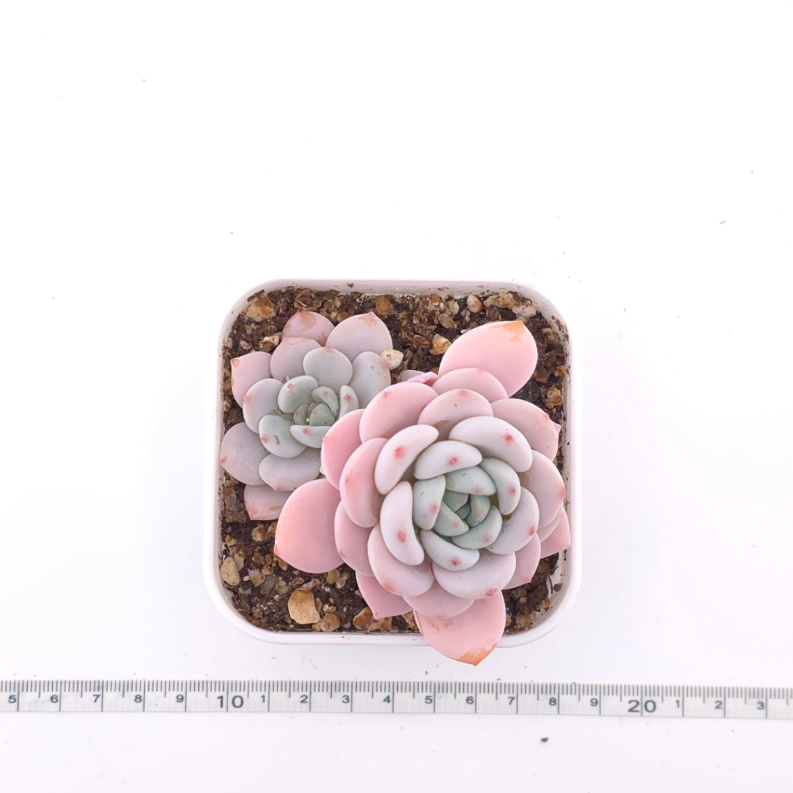 Echeveria ‘Cream Tea’ | 奶茶 thumbnail 4