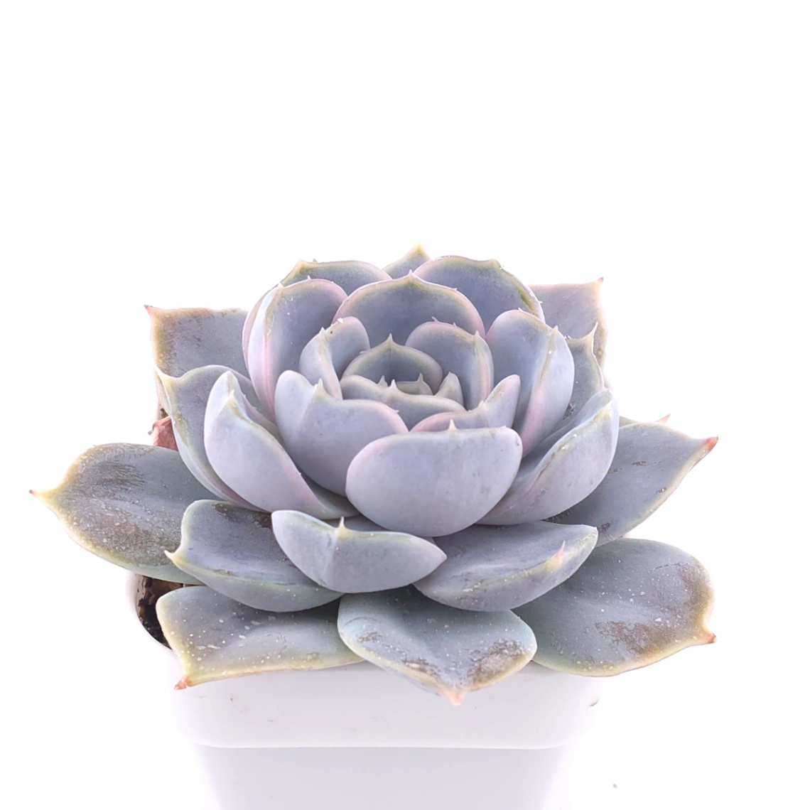 Echeveria ‘Domingo’ | 多明戈 thumbnail 2