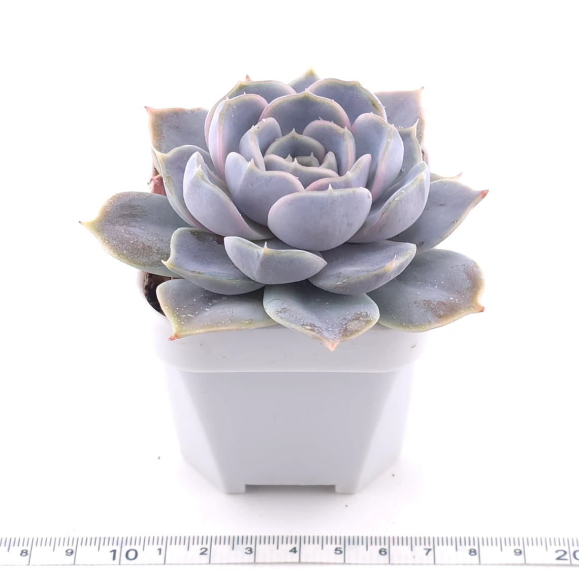 Echeveria ‘Domingo’ | 多明戈 thumbnail 3