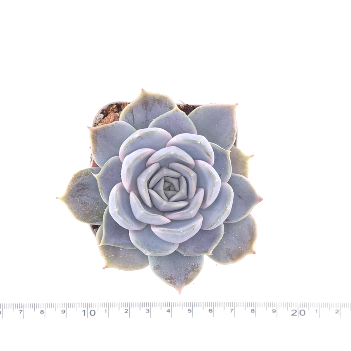 Echeveria ‘Domingo’ | 多明戈 thumbnail 4