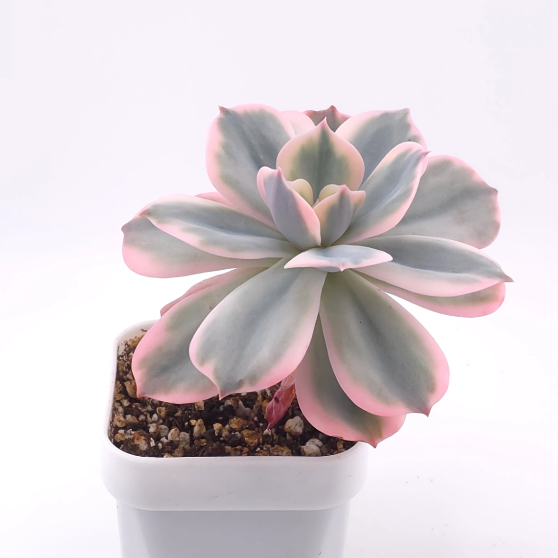 Echeveria ‘Imbricata’ variegated | 七福神錦 thumbnail 2