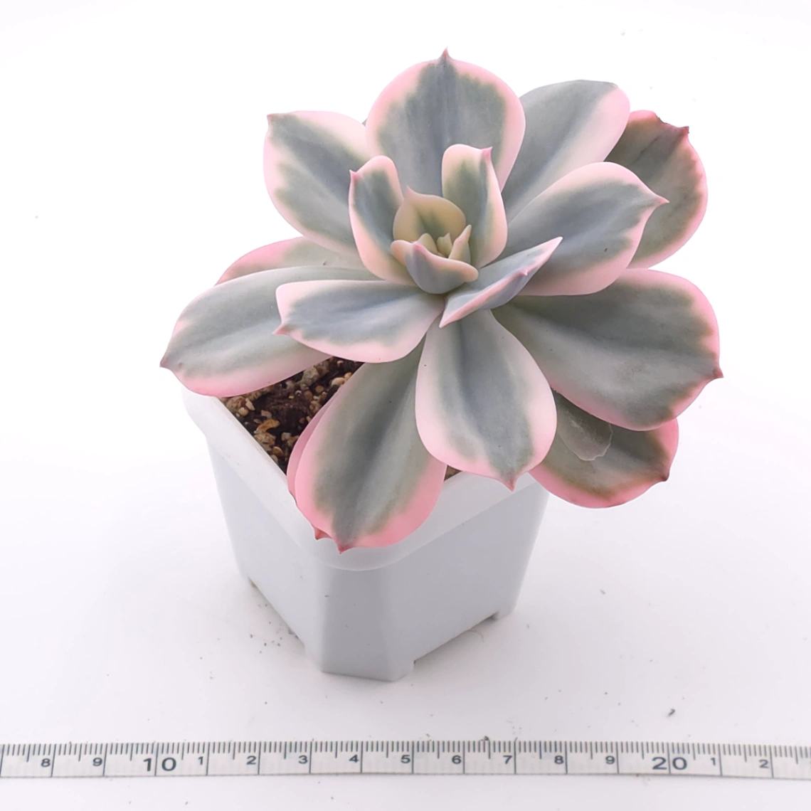 Echeveria ‘Imbricata’ variegated | 七福神錦 thumbnail 3