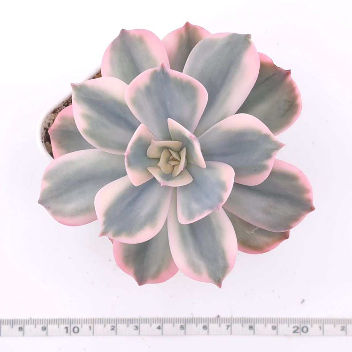 Echeveria ‘Imbricata’ variegated | 七福神錦 thumbnail 4