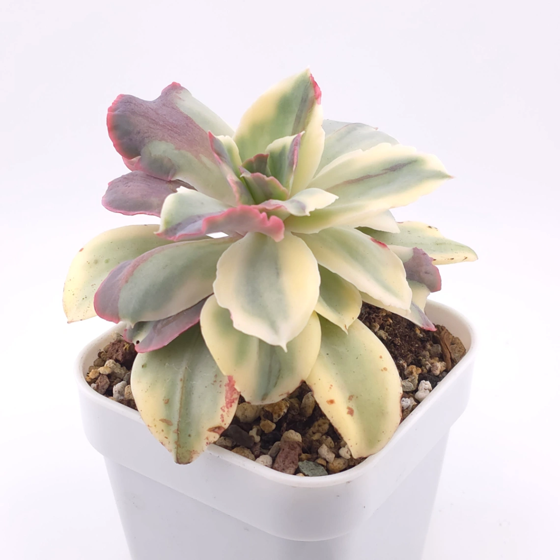Echeveria ‘Japan Moon River’ variegated | 月亮河錦 thumbnail 2
