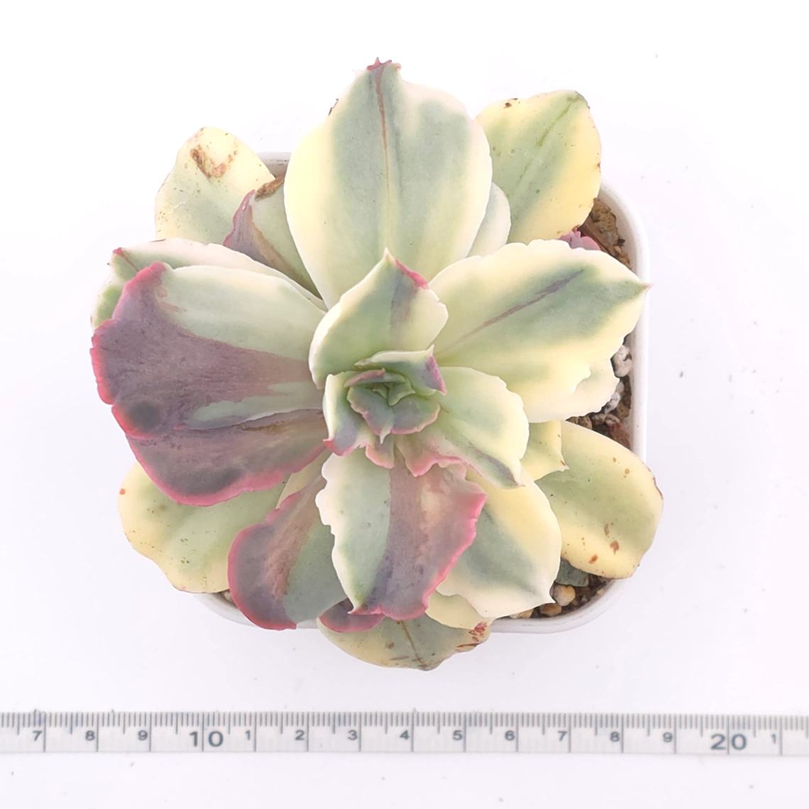 Echeveria ‘Japan Moon River’ variegated | 月亮河錦 thumbnail 3