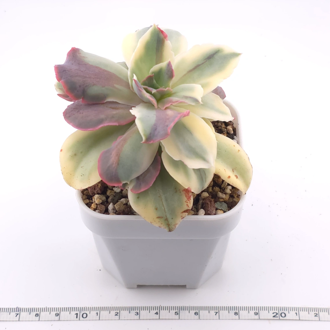 Echeveria ‘Japan Moon River’ variegated | 月亮河錦 thumbnail 4