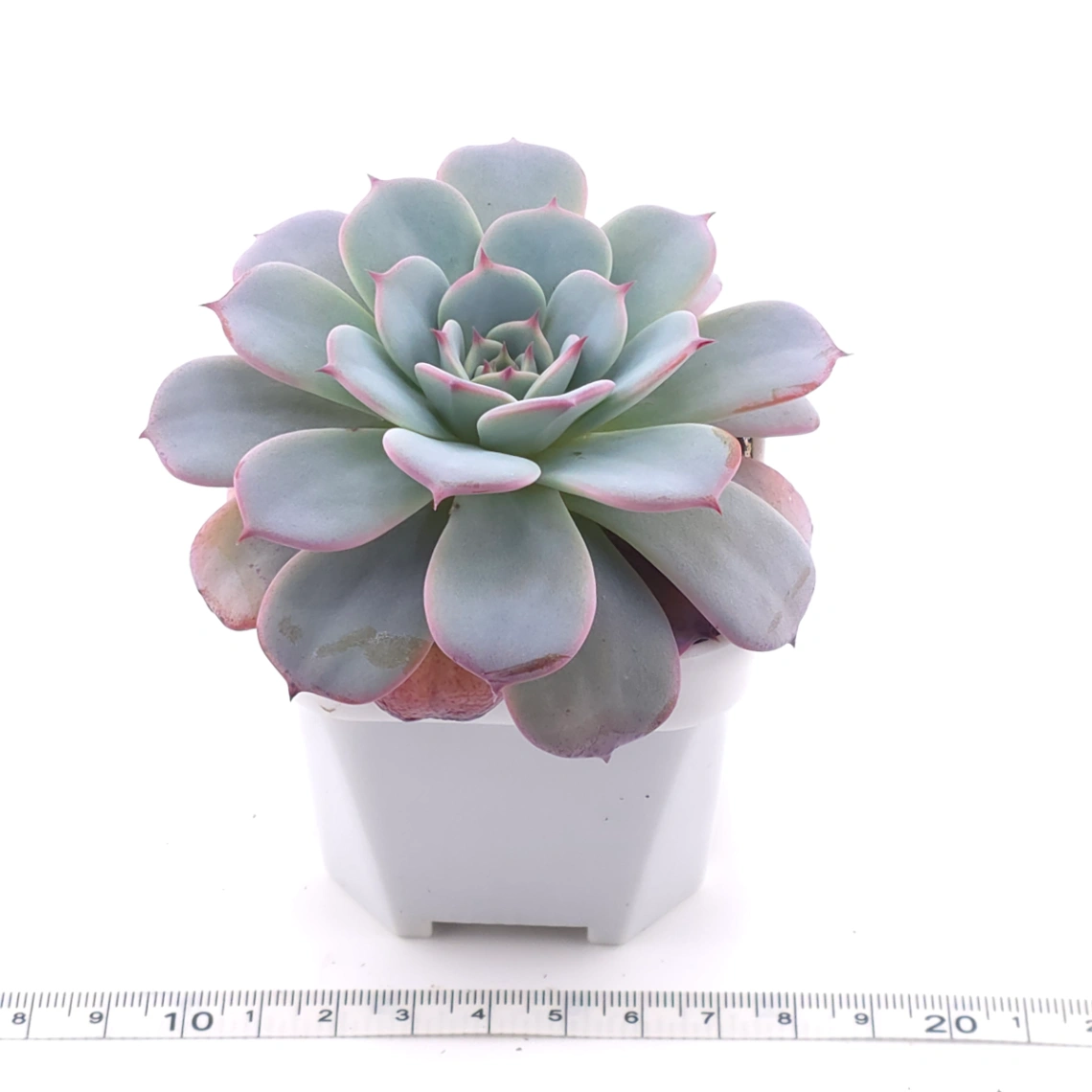 Echeveria ‘Laulensis’ | 勞倫斯 thumbnail 2