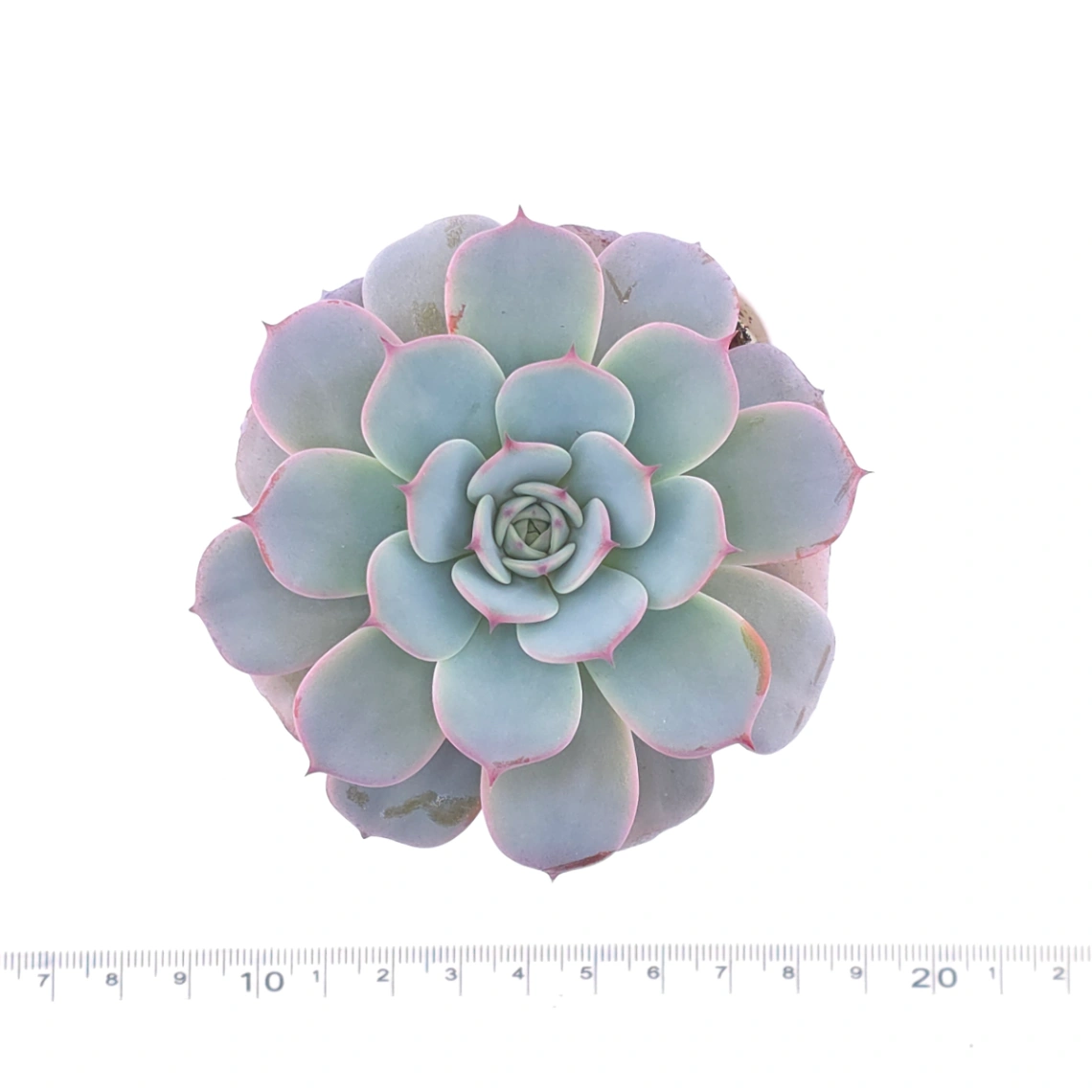Echeveria ‘Laulensis’ | 勞倫斯 thumbnail 3