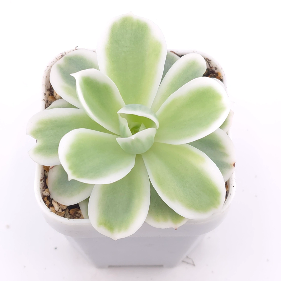 Echeveria ‘Lemon Rose’ variegated | 檸檬玫瑰錦 thumbnail 2