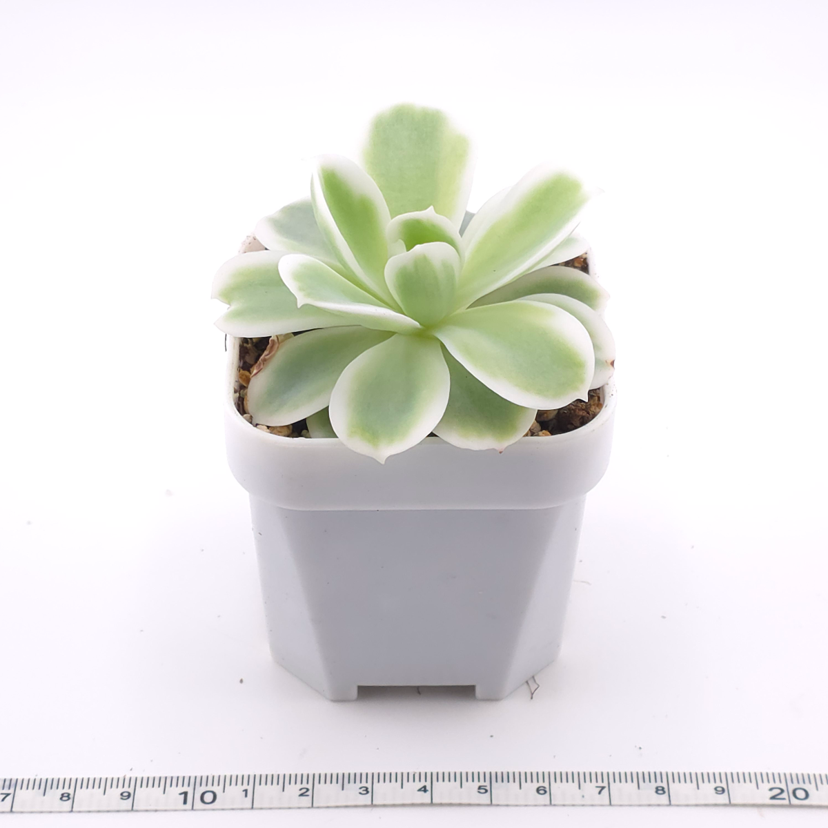 Echeveria ‘Lemon Rose’ variegated | 檸檬玫瑰錦 thumbnail 3