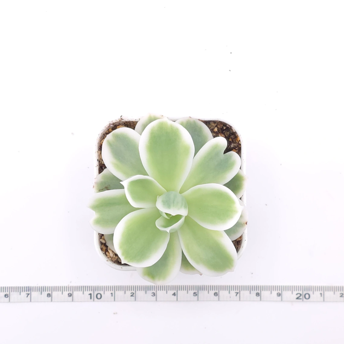 Echeveria ‘Lemon Rose’ variegated | 檸檬玫瑰錦 thumbnail 4
